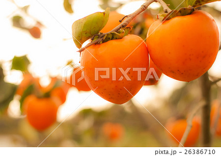 柿 26386710