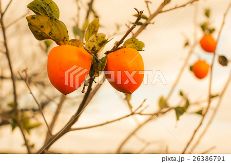 柿 26386791