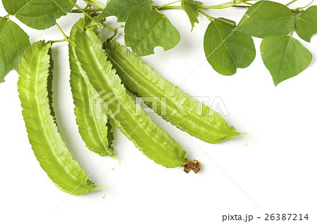 シカクマメ（ウリズンマメ） 26387214