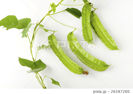 シカクマメ(ウリズンマメ) シカクマメ(ウリズンマメ) 26387260