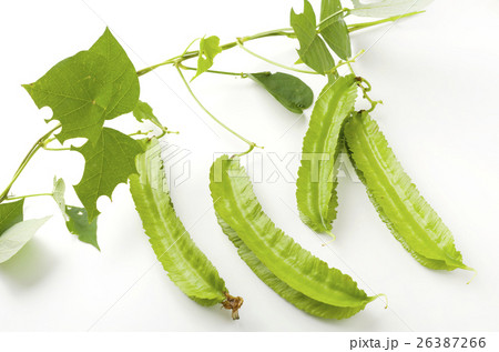 シカクマメ（ウリズンマメ） 26387266