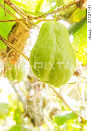 ハヤトウリ ハヤトウリ 26387344