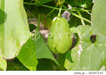 ハヤトウリ ハヤトウリ 26387345