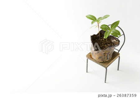 日々草の本葉 26387359