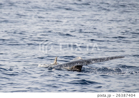 Rare Goose Beaked whale dolphin Ziphius Rare Goose Beaked whale dolphin Ziphius 26387404