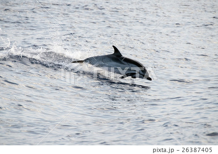 Dolphin while jumping in the deep blue sea 26387405