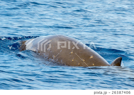 Goose Beaked whale dolphin Ziphius cavirostris 26387406