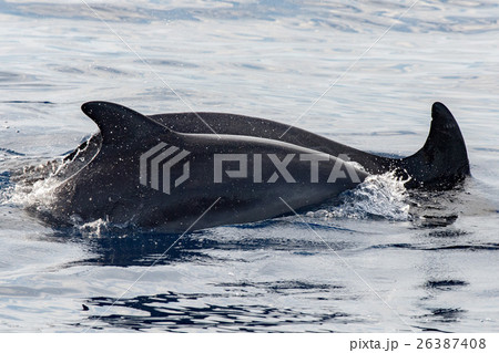 Dolphin while jumping in the deep blue sea 26387408