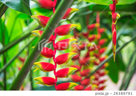 heliconia tropical flower in asian park 26389791