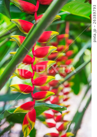 heliconia tropical flower in asian park 26389793