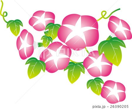 朝顔 ピンク のイラスト素材