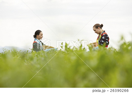 茶摘みをする日本人女性と外国人女性 26390266