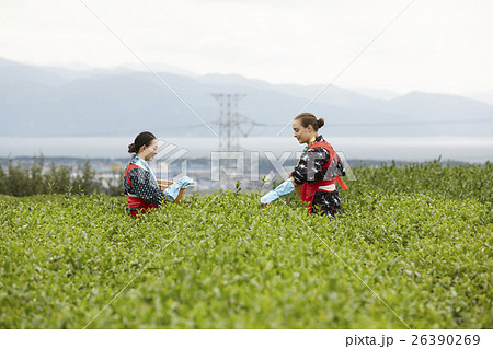 茶摘みをする日本人女性と外国人女性 26390269