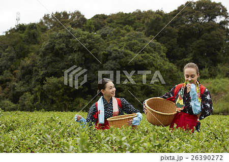 茶摘みをする日本人女性と外国人女性 26390272
