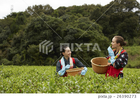 茶摘みをする日本人女性と外国人女性 茶摘みをする日本人女性と外国人女性 26390273