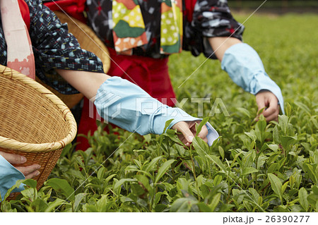 茶摘みをする日本人女性と外国人女性 26390277