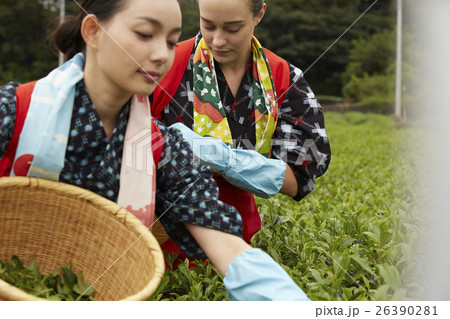 茶摘みをする日本人女性と外国人女性 26390281