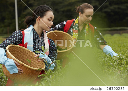 茶摘みをする日本人女性と外国人女性 26390285