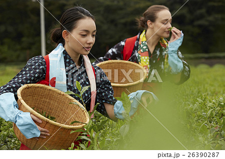 茶摘みをする日本人女性と外国人女性 茶摘みをする日本人女性と外国人女性 26390287