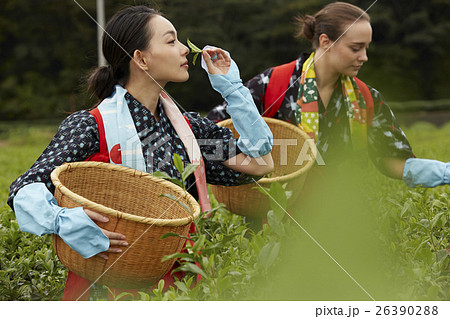 茶摘みをする日本人女性と外国人女性 茶摘みをする日本人女性と外国人女性 26390288