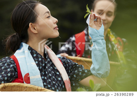 茶摘みをする日本人女性と外国人女性 26390289