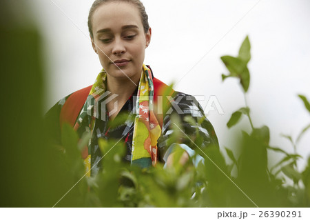 茶摘みをする外国人女性 26390291