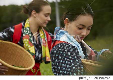 茶摘みをする日本人女性と外国人女性 26390292