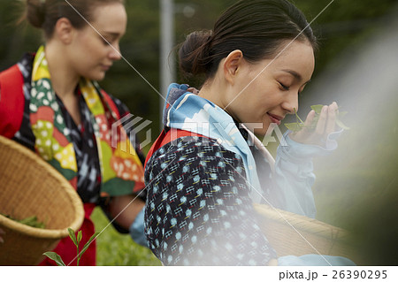 茶摘みをする日本人女性と外国人女性 26390295