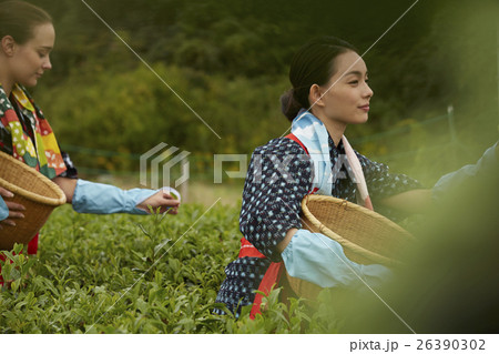 茶摘みをする日本人女性と外国人女性 26390302