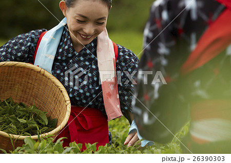 茶摘みをする日本人女性 26390303