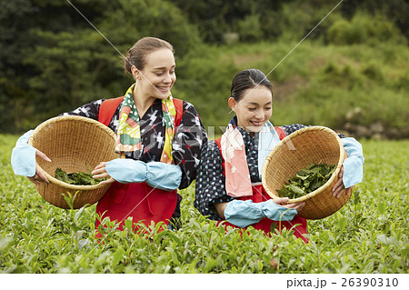 茶摘みをする日本人女性と外国人女性 26390310