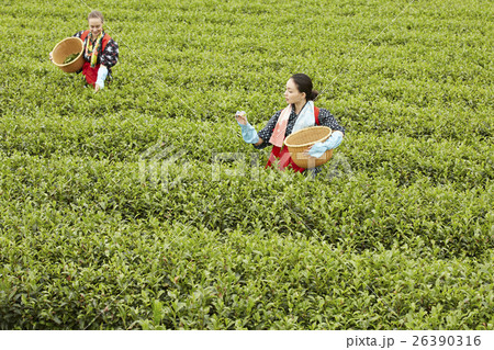 茶摘みをする日本人女性と外国人女性 26390316