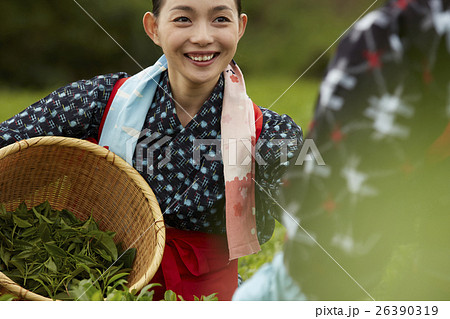 茶摘みをする日本人女性 茶摘みをする日本人女性 26390319