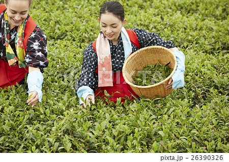 茶摘みをする日本人女性と外国人女性 26390326