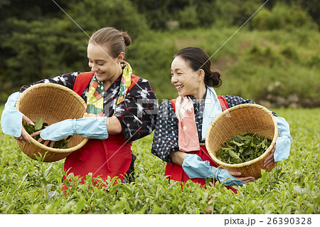 茶摘みをする日本人女性と外国人女性 26390328
