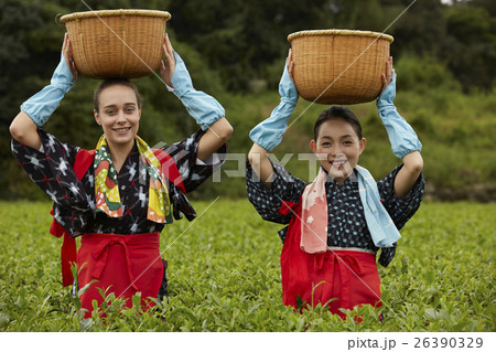 茶摘みをする日本人女性と外国人女性 茶摘みをする日本人女性と外国人女性 26390329