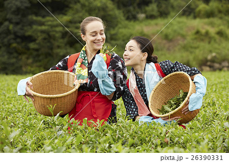 茶摘みをする日本人女性と外国人女性 26390331