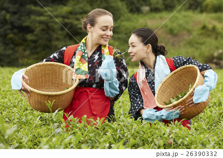 茶摘みをする日本人女性と外国人女性 茶摘みをする日本人女性と外国人女性 26390332