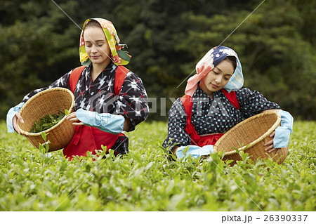 茶摘みをする日本人女性と外国人女性 茶摘みをする日本人女性と外国人女性 26390337