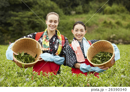 茶摘みをする日本人女性と外国人女性 茶摘みをする日本人女性と外国人女性 26390340