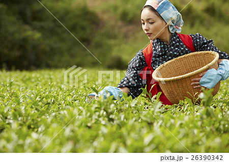 茶摘みをする日本人女性 26390342