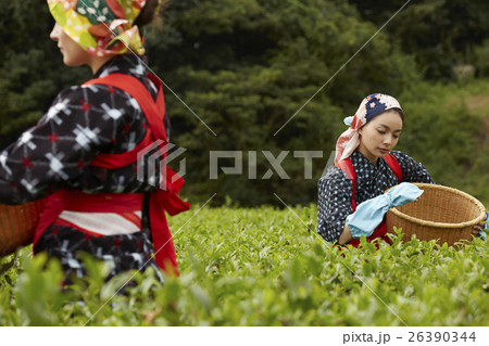 茶摘みをする日本人女性と外国人女性 茶摘みをする日本人女性と外国人女性 26390344
