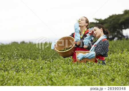 茶摘みをする日本人女性と外国人女性 26390348