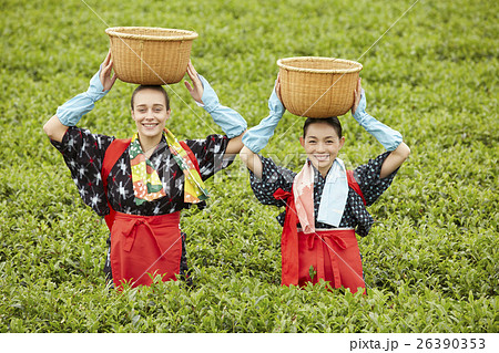 茶摘みをする日本人女性と外国人女性の写真素材