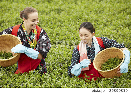 茶摘みをする日本人女性と外国人女性の写真素材 26390359 Pixta