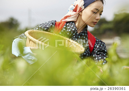 茶摘みをする日本人女性 茶摘みをする日本人女性 26390361