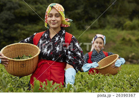 茶摘みをする日本人女性と外国人女性 茶摘みをする日本人女性と外国人女性 26390367