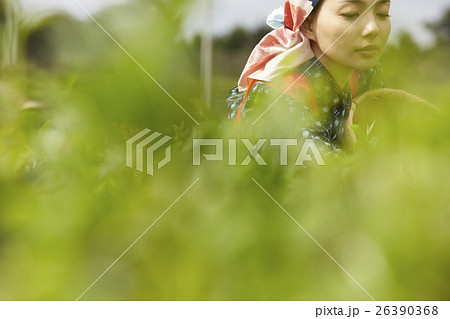 茶摘みをする日本人女性 茶摘みをする日本人女性 26390368