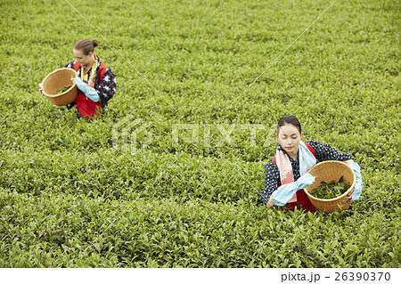 茶摘みをする日本人女性と外国人女性 26390370