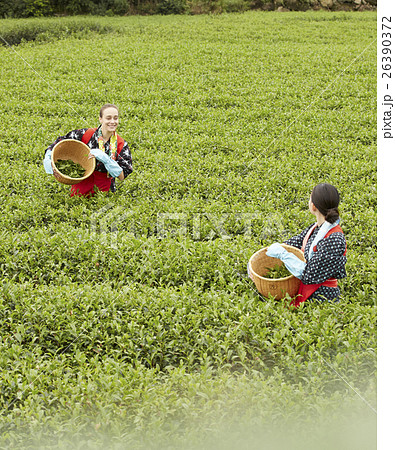 茶摘みをする日本人女性と外国人女性 26390372